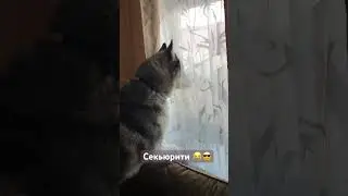 С добрым утром! #жизньссобакой #хаски #топ