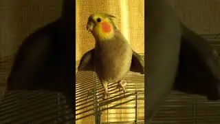 Самец кореллы Гошка зовёт самку. Утренняя песня кореллы.