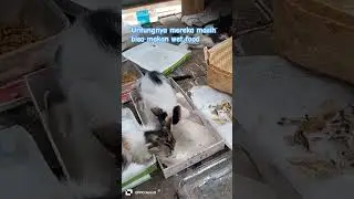 Mengunjungi anak anak kucing yg ada di lapangan (Pos satpam)
