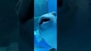 Sharjah Aquarium