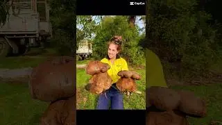 enormi funghi porcini #funghi #funghiporcini #boletus #cèpes #белые грибы #грибы