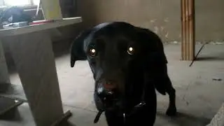 Лабрадор который ест сникерсы