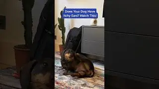 Does Your Dog Have Itchy Ears? Try Doing This! 👀 