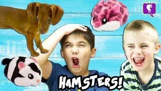 Dog CHASES HAMSTERS in a House! Cute Toy Review and Play with HobbyKidsTV