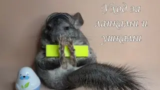 Ear and paw care for chinchillas🐾 Уход за ушами и лапами шиншилл