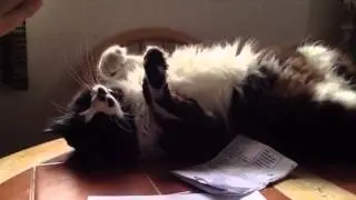 Ridiculous Cat Vine [Truffles]
