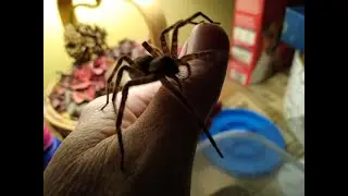 Dark Fishing Spider Adventures - Episode 8
