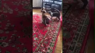 Лис Диего хочет подружиться с кошкой дубль 2