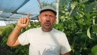 Рем сорт малины Мапема природа вносит свои коррективы, такого сезона ещё не было.