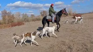 Прогулка с борзыми.Осень.