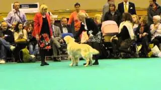 Crufts 2015 - Ch.Abinvale Traguardo