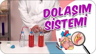 Dolaşım Sistemini İnceliyoruz!👀