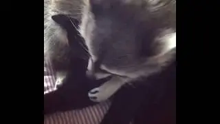 Енот Тема массирует коту ушки