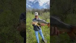 GIANT Bass in a Mud Puddle Pond! 
