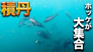 【水中映像】積丹方面でホッケが爆釣！【刺し盛り企画後編】
