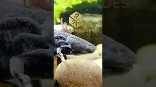 Axolotls a importância dos anfíbios na ciência e conservação da natureza #shorts