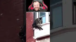 Petrento the Raccoon 