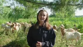 Green Grazers Initiative