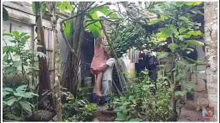 Bananas from the Family Garden Part 03 How affectionate Papa and Mama are when picking bananas