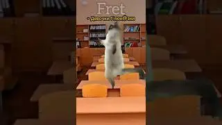 Собака отчитывает учениц😱 