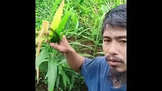 ito ang Luya ko sa Area2 #UplandFarming