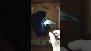 отличается умом и сообразительностью:)