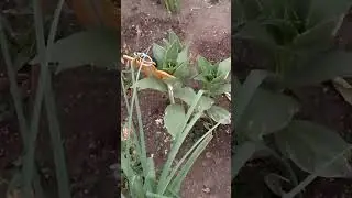 Красоткам и жара не почём.