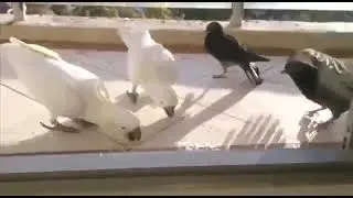 Здесь не место чёрным