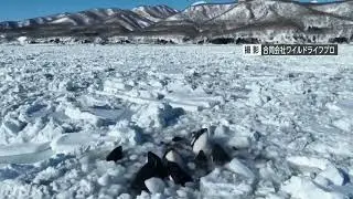 10 косаток оказались в ловушке во льдах у побережья японского острова Хоккайдо. IMG 0743
