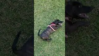 Happy staffy jack roll