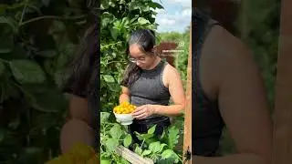 Daily #tomatoharvest #tomato #kitchengardening #garden #texasgardening #huertos #espomagrown