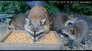 Raccoon Mom and Her 5 Kits at BWHQ