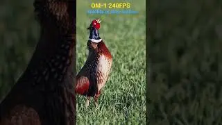 OM System OM-1 Wildlife at 240FPS is INCREDIBLE!