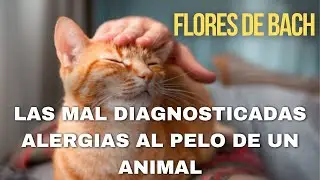 Las mal diagnosticadas alergias al pelo de un animal.