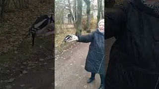 Смелый дятел.Павловский парк.Осень 2023г.