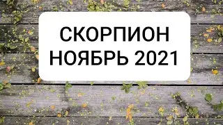СКОРПИОН. НОЯБРЬ 2021 г.
