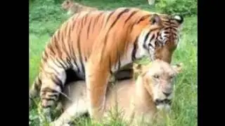 Tiger and Lioness Breeding