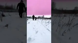 First Black Tiger and pink sky in the world