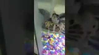 Sid and his love for aquarium #sid #aquarium #superhappy #petlover #calming #pleaselikeandsubscribe