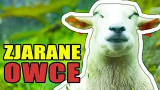 DZIWNE NEWSY - DZIECKO Z 26 PALCAMI, KANGUR W POLSCE, GRZYBOWA USTAWKA - CO SIĘ DZIAŁO WE WRZEŚNIU?