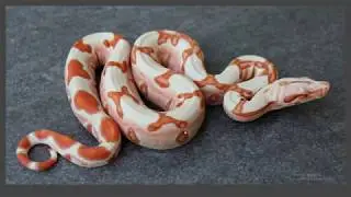 Boa Constrictor Morphs