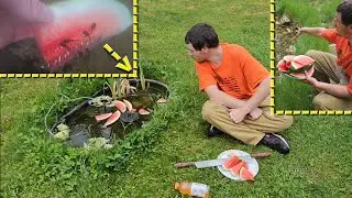 Eating Watermelon With My Thousands Of Tadpoles