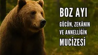 Boz Ayı Hakkında Bilmeniz Gereken 5 Şaşırtıcı Gerçek