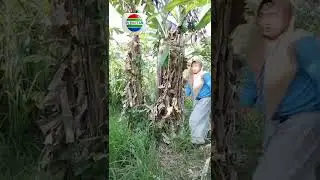 mas parhan selingkuh
