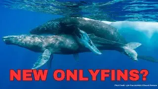 Breaking News: Humpback Whales Caught in the Act!