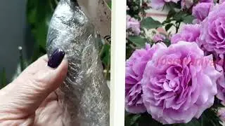 589.#Посылка с розами из питомника Розомания🌹🌹🌹.