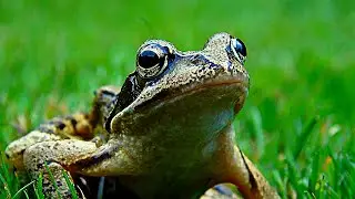 💚 Animals for Kids: Frog, Gorilla, Whale, Lion, Duck — ✅ SAVE THIS PLAYLIST