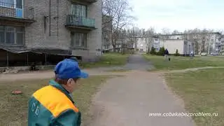 Проход к месту дрессировки с ягдтерьером Шером