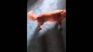 Chiweenie loves his ball