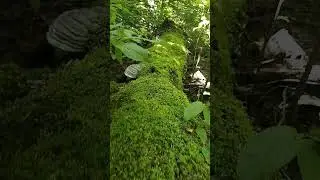 Волшебный лес. Упавшее дерево, покрытое мхом.